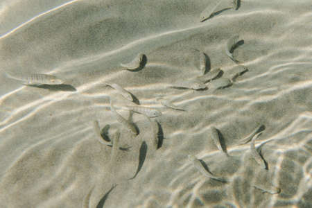 Small fish swimming at the bottom of clear shallow waters on sunny day.の写真素材