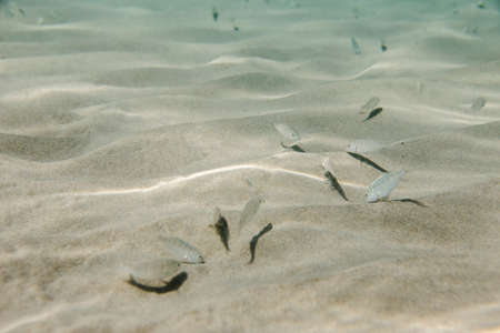Small fish swimming at the bottom of clear shallow waters on sunny day.の写真素材