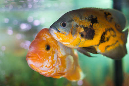 close picture of colorful pet fish in an aquarium, shallow DOFの写真素材