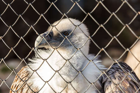 close up portrait of eagle behind bars, looking at the viewerの写真素材