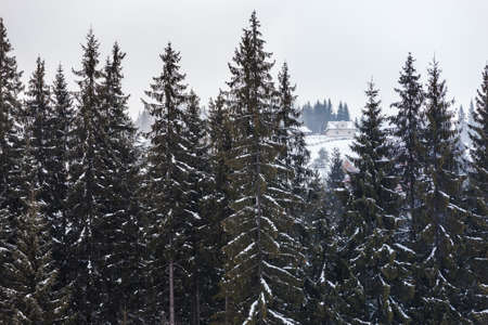 Snow-covered house in the mountains, view through the high spruce trees