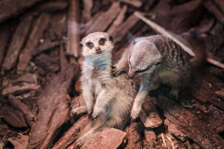 a pair of small meerkats with a curious look, amicably studying the visitors of the zooの写真素材