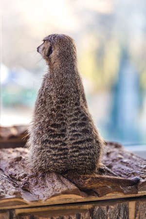 portrait of a lonley meerkat in the terrarium, an animal on two legs sad looking into the distance, back viewの写真素材
