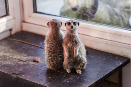 a pair of small meerkats with a curious look, amicably studying the visitors of the zooの写真素材