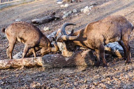 portrait of two mountain goats with rounded horns, goats gnaw woodの写真素材