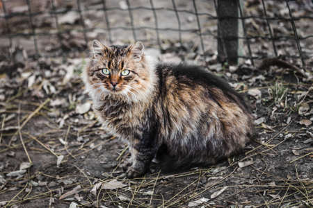 beautiful, furry, wild street cat portrait with green eyesの写真素材