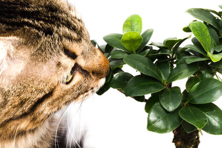 portrait of a cat close-up, fuzzy sniff of a bonsai tree, photo isolated on a white backgroundの写真素材