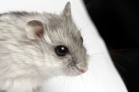 small white with gray hamster, close-up photoの写真素材