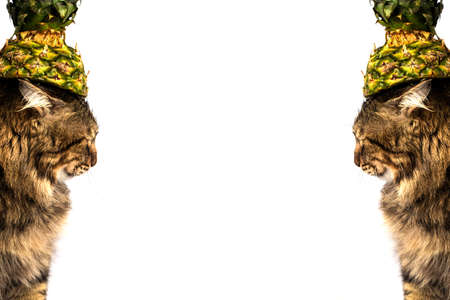 cat with an pinaple on the head in the form of a hat ,postcard with cat isolated on white background, with place for text in centerの写真素材