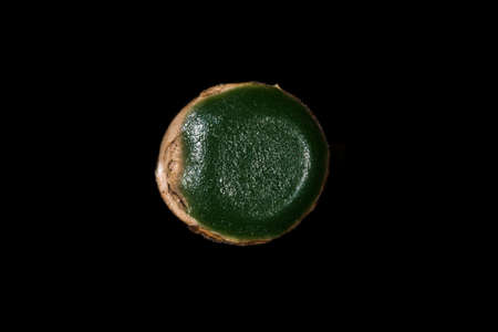 bamboo from above of a photo on a black backgroundの写真素材