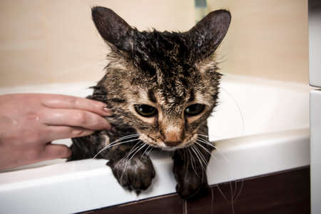 a cat with a dull look after bathing, stands on its hind legs and holds on to the edge of the bathtubの写真素材