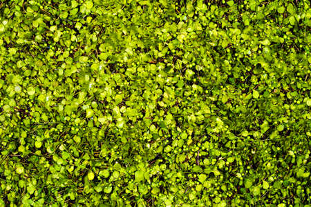 background of artificial leaves, wall decor