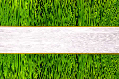 green grass with space for text on a light wooden part, background image, business cardの写真素材