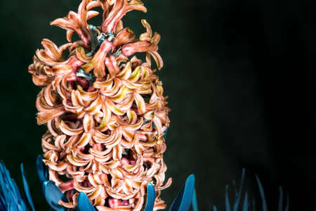 fabulous processing of a hyacinth flower, background image with space for textの写真素材