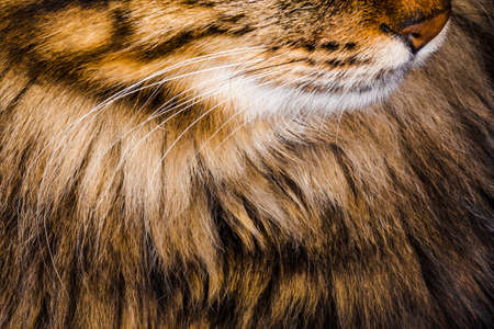 cat's mouth and nose close-up, background image