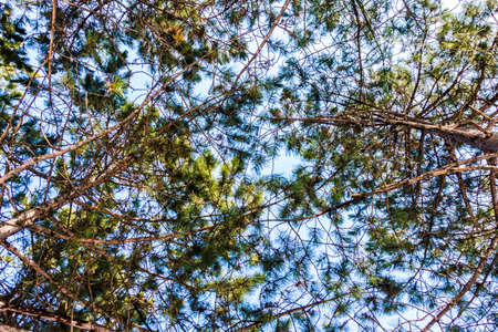 eternally green pine background, photo from below, landscape landscape