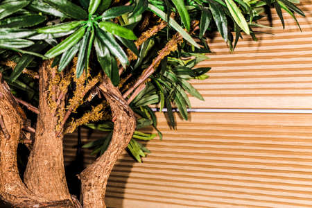 green bonsai tree with a thick trunk, background image with space for textの写真素材