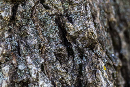 bark background image, photo close-up, wood texture, shallow DOF