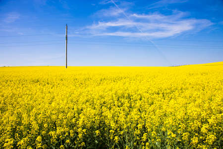 dotted with a beautiful field yellow flowers clear sunny day