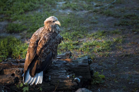 big hawk in the zoo on the background of the enclosureの写真素材