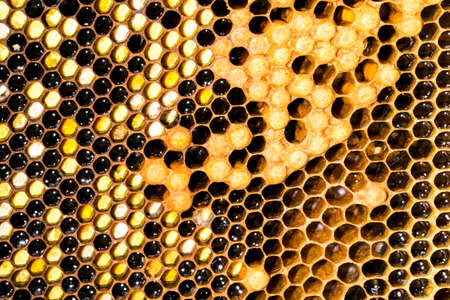 honeycomb background image, the concept of the World Wide Webの写真素材