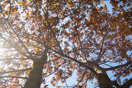 golden autumn, background toned image, view from below on trees and blue sky