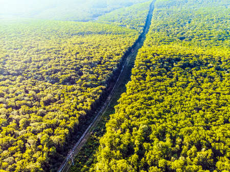 electro posts in the middle of a dense green forest