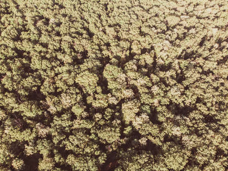 trees view from above background toned image