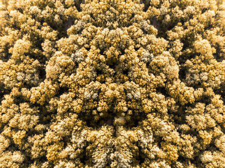 orange trees top view background image, golden autumn
