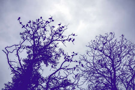 ravens on the tree, gloomy, toned background image, the concept of loneliness and sadnessの写真素材