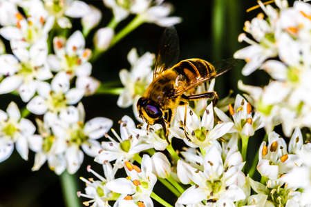 bee pollinates white wildflowers, background macro photo