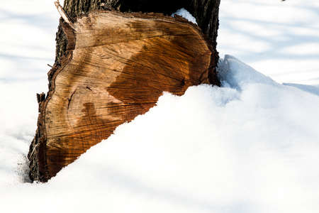 tree stump in the snow background image with space for textの写真素材