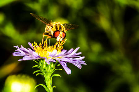 bee pollinates flower Erigeron in the botanical garden, background macro photoの写真素材