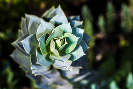 succulent plant in a botanical garden,  background image