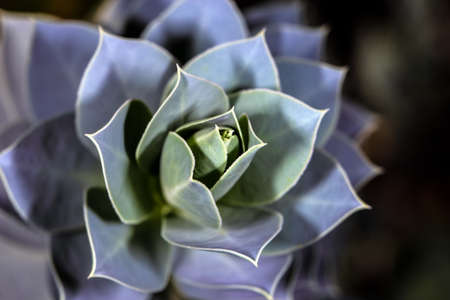 succulent plant in a botanical garden, background imageの写真素材