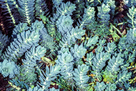 succulent plant in a botanical garden, toned background imageの写真素材