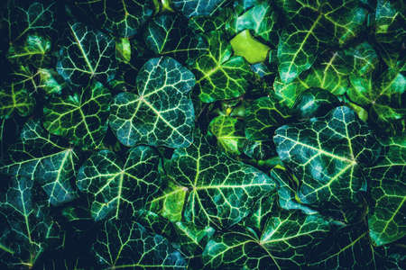 botanical plant green leaves backgroundの写真素材