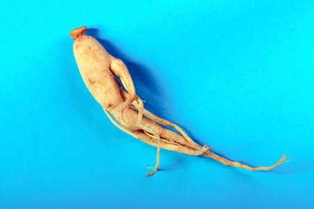 ginseng on a blue background with space for textの写真素材