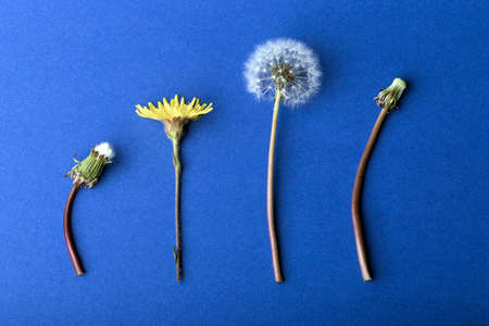 dandelions on blue background, concept of growing up or agingの写真素材