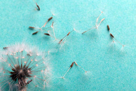 dandelion near to the seeds on an azure background, closeup
