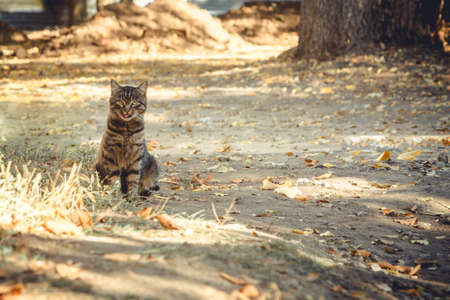 street cat looks into the camera and shows tongue, background image