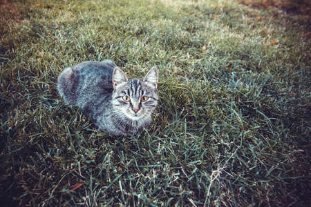 street cat sitting on the grass and looking at the camera, toned image
