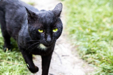 untidy black street cat walks along the pathの写真素材