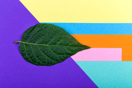 green leaf symbolizing spring on colored backgrounds with copy spaceの写真素材