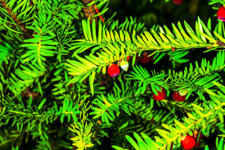 Taxus baccata closeup conifer with red berries, background imageの写真素材