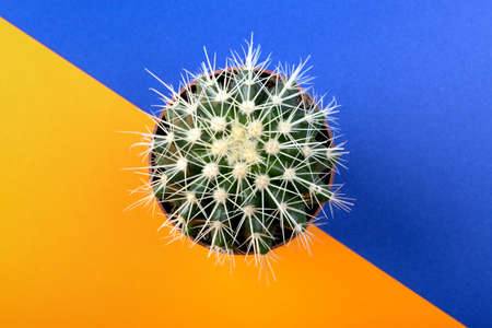 green cactus on a colored orange blue backgroundの写真素材