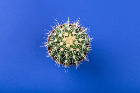 green cactus on a colored blue backgroundの写真素材