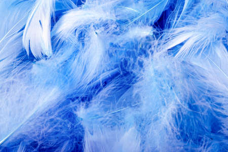 blue chicken decorative feathers, background imageの写真素材