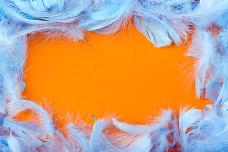 frame of decorative blue feathers on an orange backgroundの写真素材