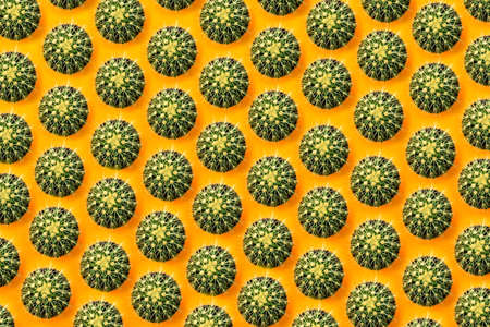 lots of green cactus on a colored orange backgroundの写真素材